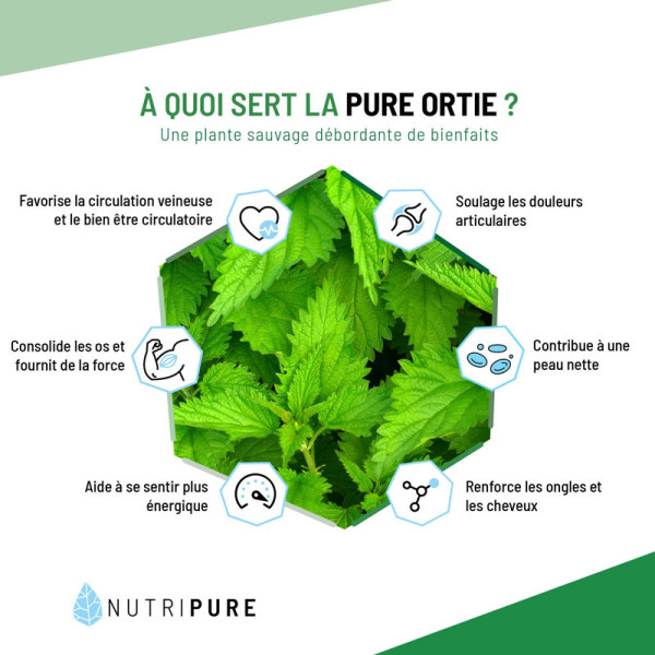 bienfaits poudre ortie