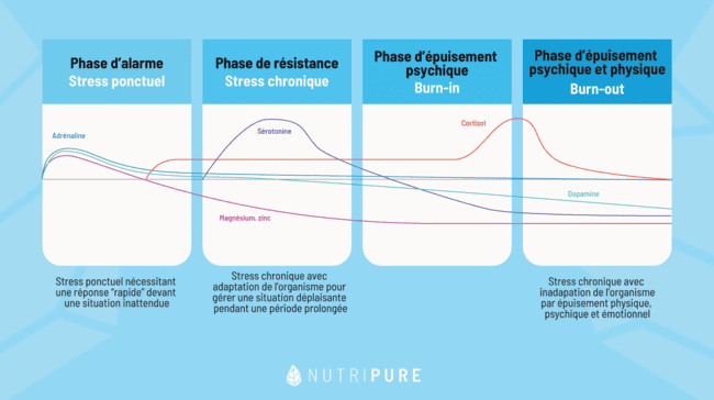Schéma neurotransmetteur