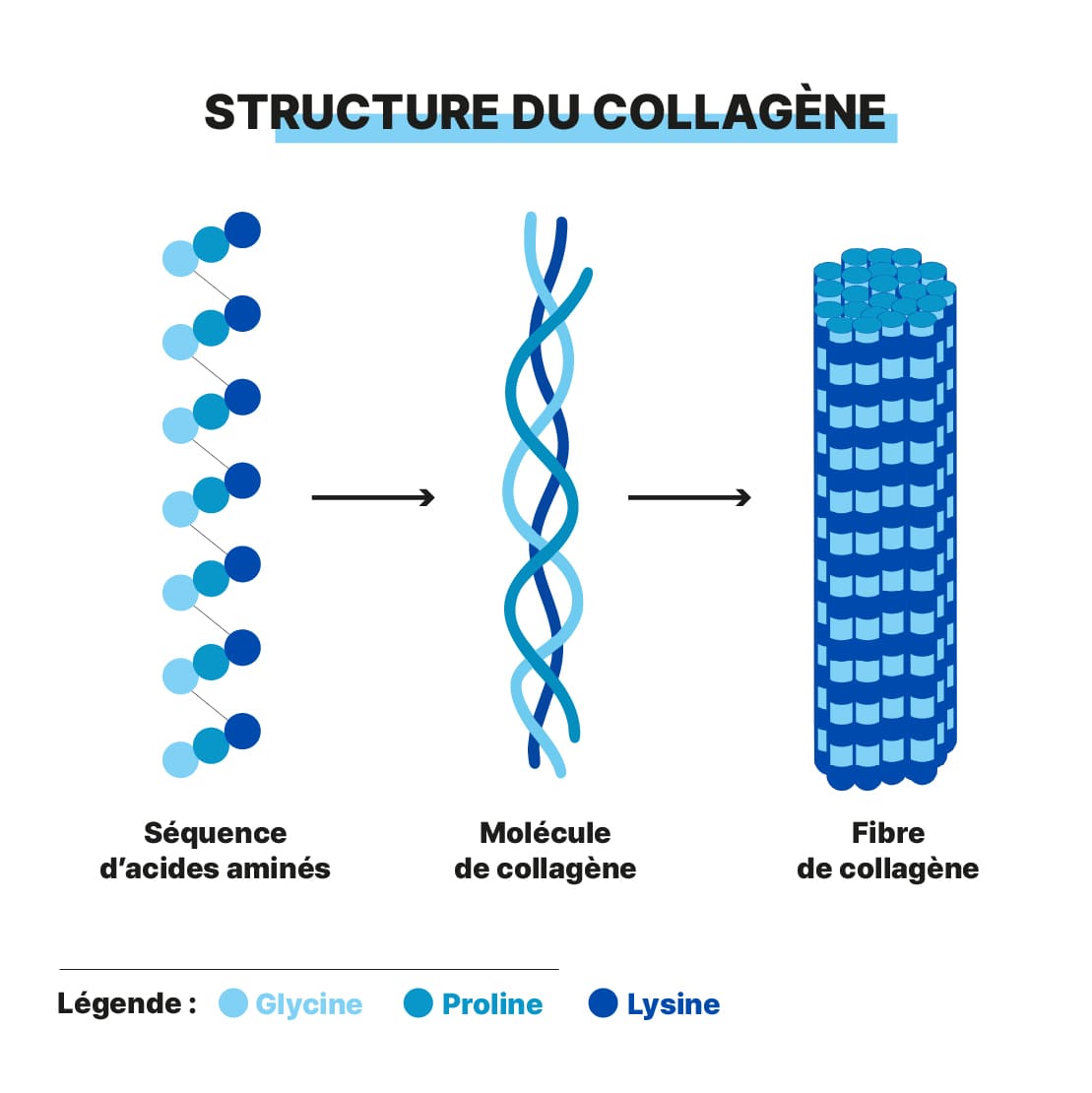 structure du collagène