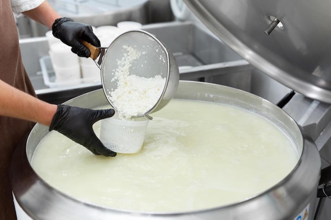 La burrata enceinte est fabriquée à partir du lait pasteurisé 