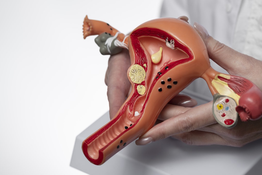 Le bouchon muqueux est constitué de mucus cervicovaginal 