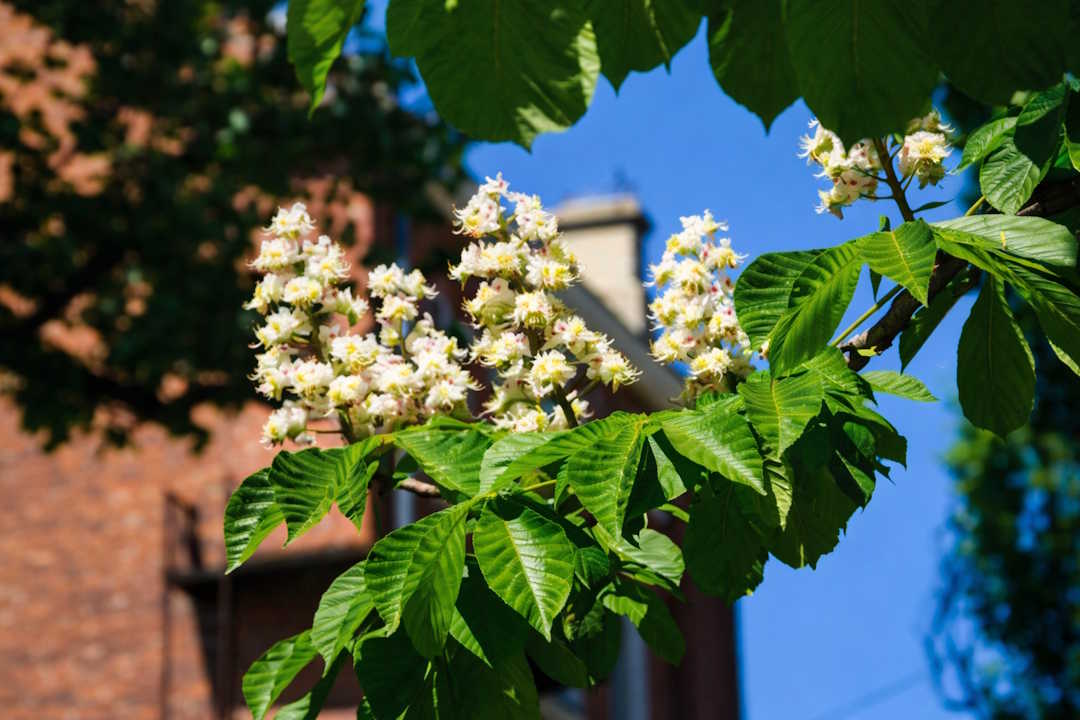 Les feuilles et les fleurs d'un marronnier d’Inde