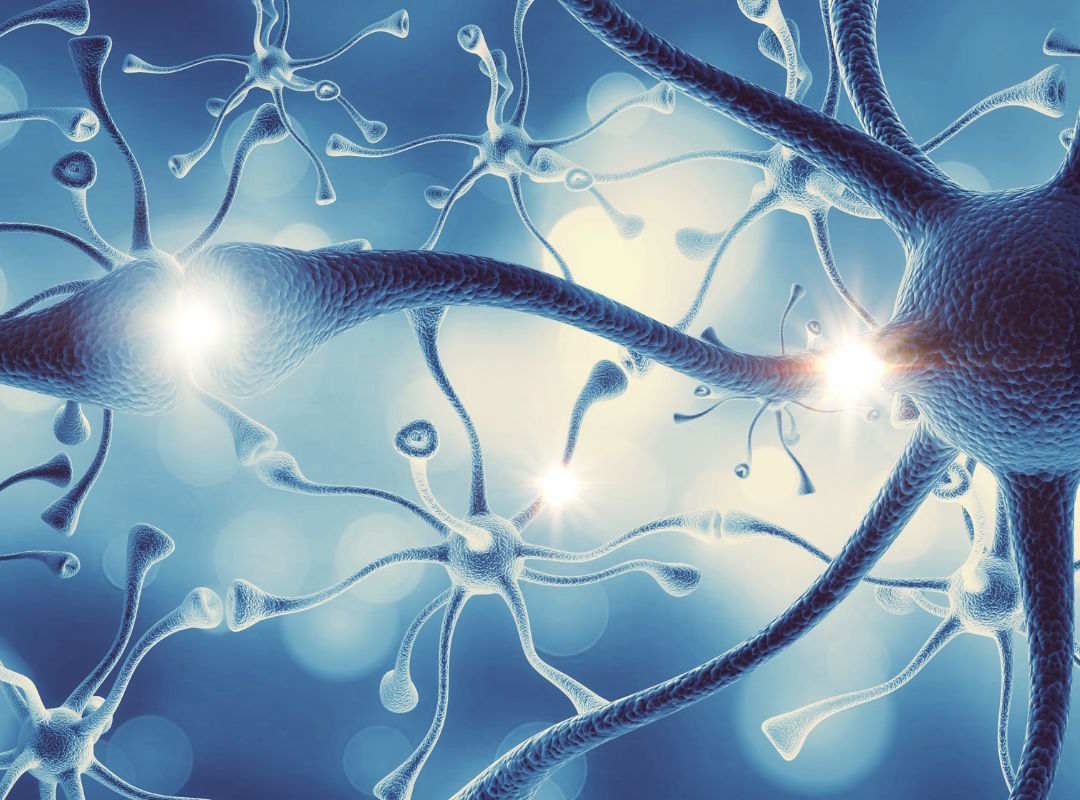 Fabrication des neurotransmetteurs