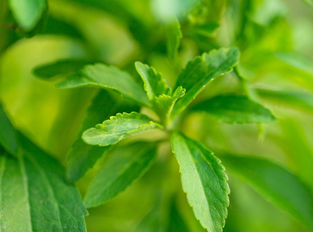 La stévia et une plante qui contient beaucoup de sucre