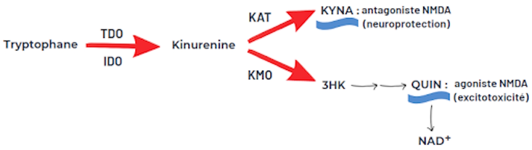 Illustration du Tryptophane