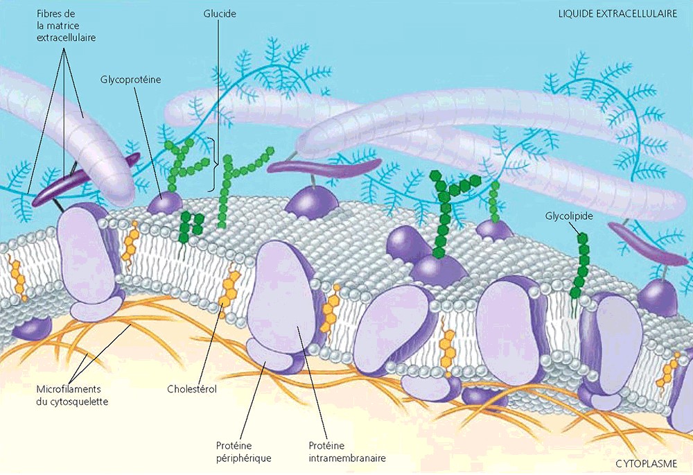 Illustration graisses pour la membrane cellulaire