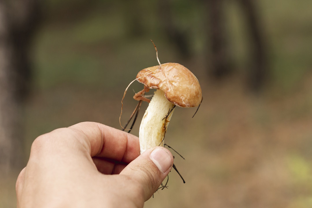 Une personne qui tient un cordyceps