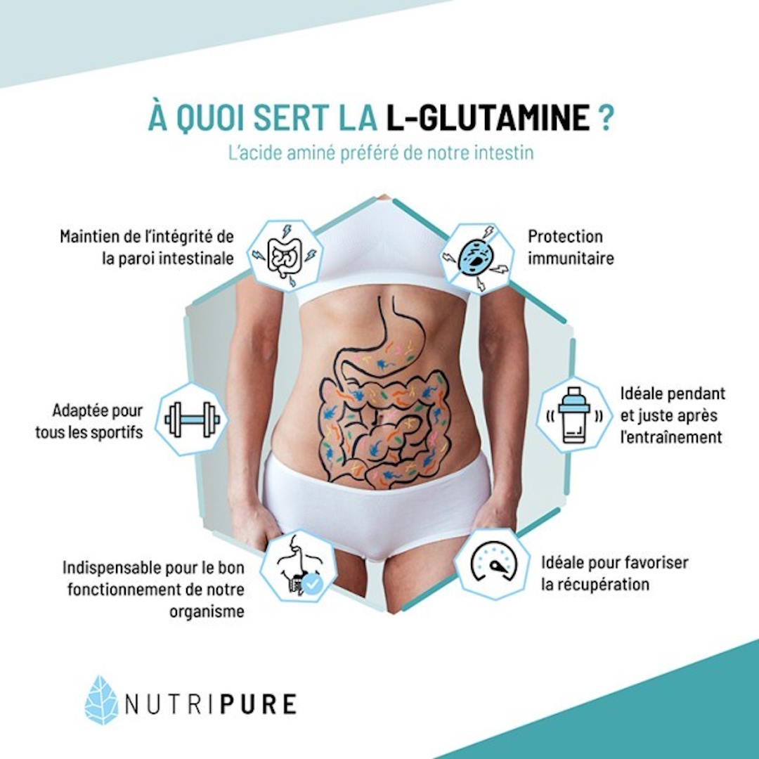 La glutamine est l'acide aminé préféré de l'intestin