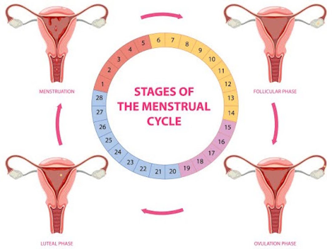 Illustration des différentes phases d'un cycle menstruel