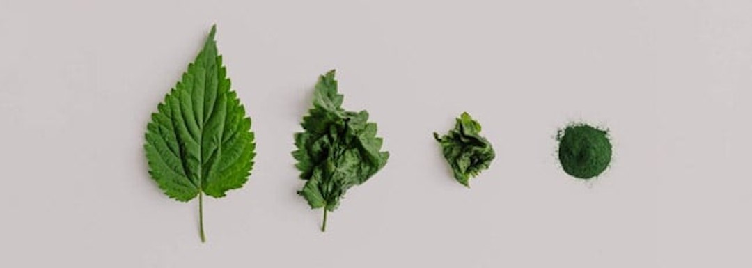 Les étapes de séchage des feuilles d'ortie