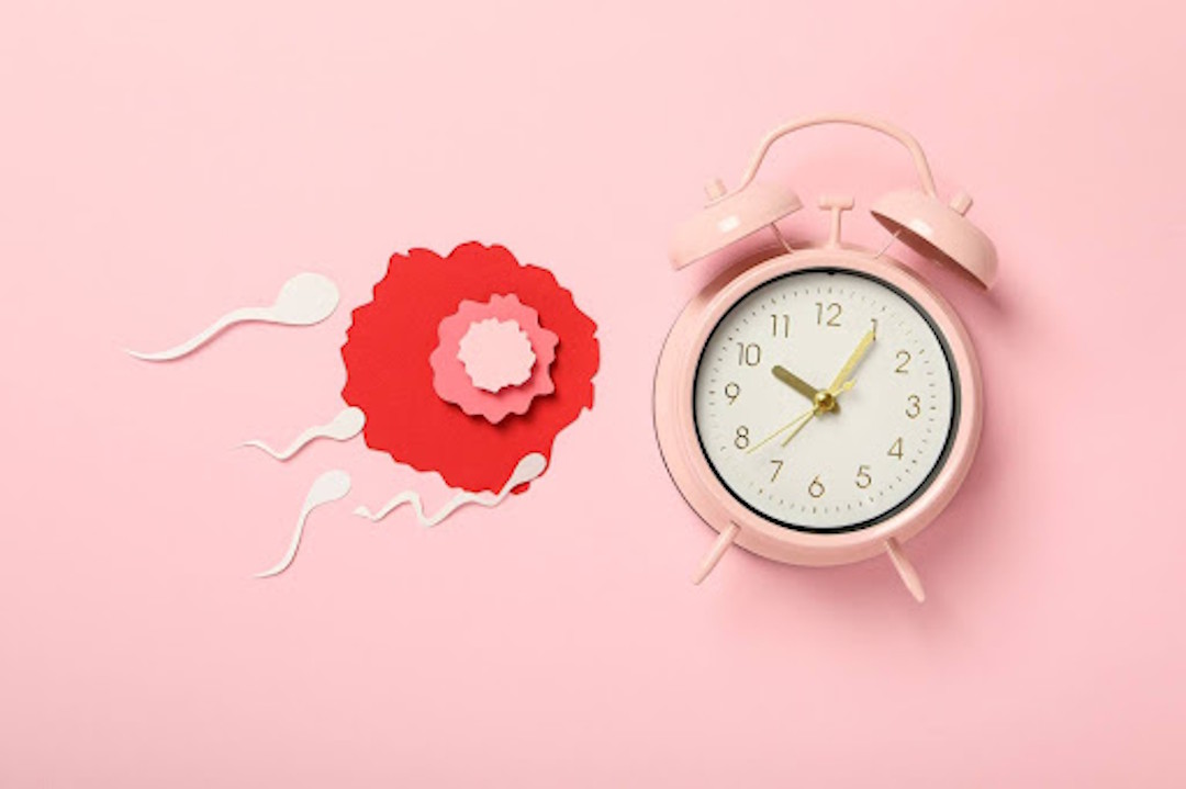 Illustration période d'ovulation cycle menstruel