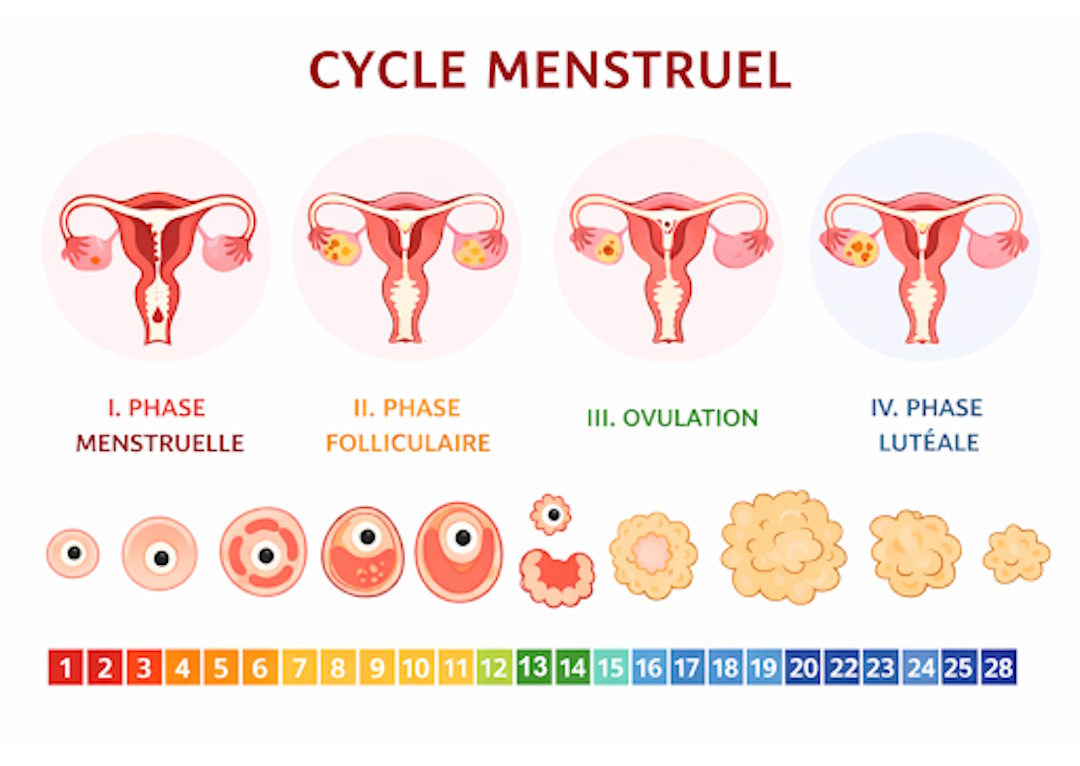 Illustration de cycle menstruel