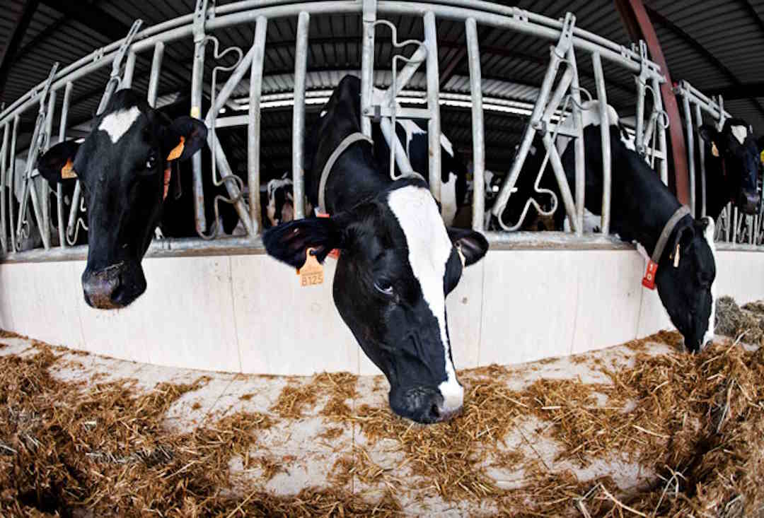 On privilégiera des élevages en plein air pour le bien être animal.