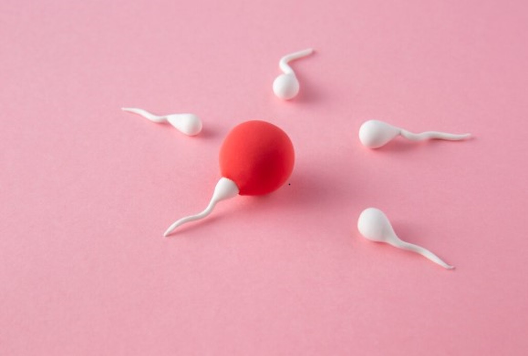 Des spermes et un ovocyte 