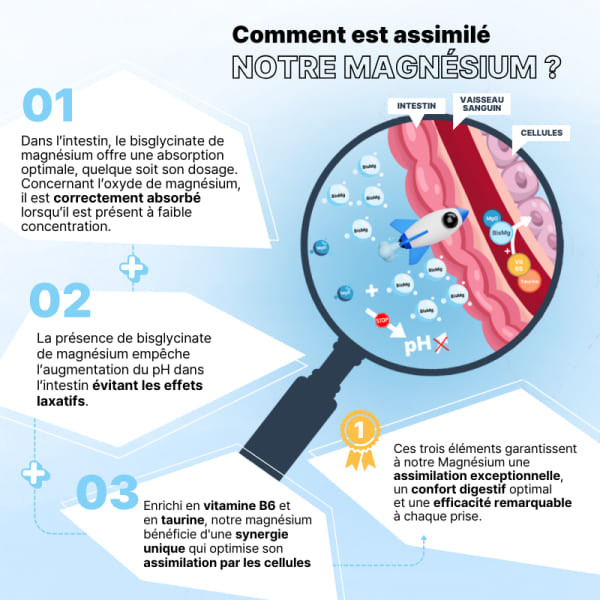 infographie assimilation magnésium bisglycinate