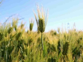 Régime sans gluten : tout ce que vous devez savoir !