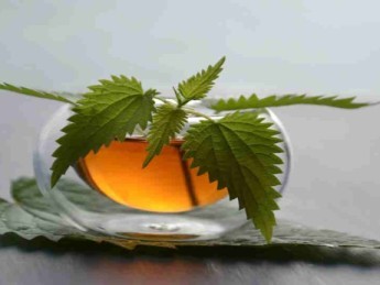 Tisane d'ortie : une infusion dangereuse ? 