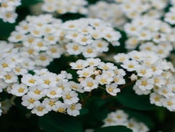 Bienfaits de la reine des prés : une alternative naturelle pour votre santé