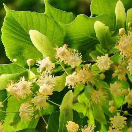 Les 3 bienfaits du tilleul pour le sommeil, le stress et la digestion