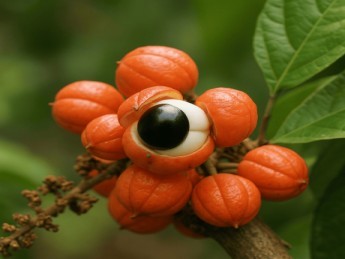 Les 3 bienfaits prouvés du guarana