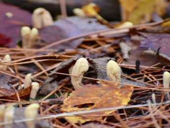 Les 5 bienfaits du cordyceps, le champignon chenille