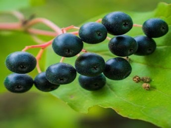 Quels sont les bienfaits du cassis pour la santé ?