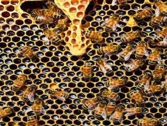 Les 3 bienfaits du miel de thym