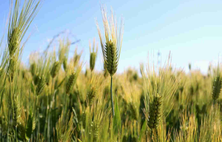 Régime sans gluten : tout ce que vous devez savoir !