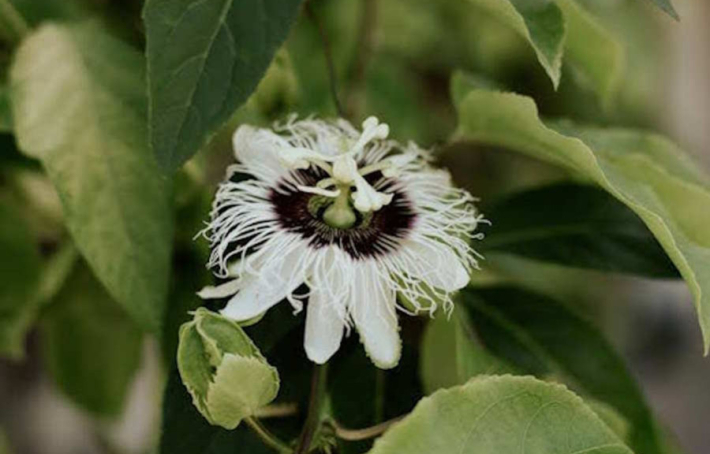 Passiflore : un anxiolytique naturel, mais pas que !