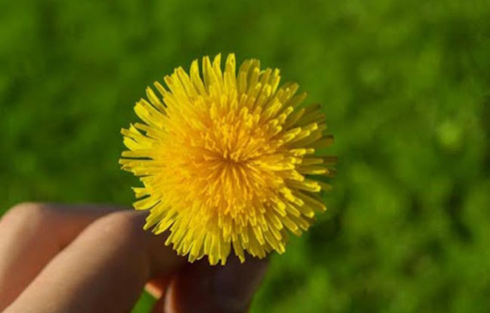 Quels sont les bienfaits du pissenlit sur la santé ?