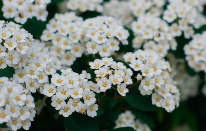 Bienfaits de la reine des prés : une alternative naturelle pour votre santé