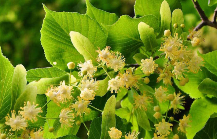 Les 3 bienfaits du tilleul pour le sommeil, le stress et la digestion