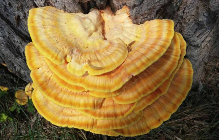 Les 3 bienfaits du reishi, champignon médicinal adaptogène