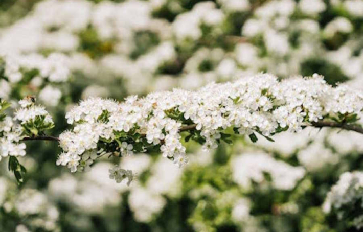 Bienfaits de l’aubépine : une plante pour le cœur et la tranquillité