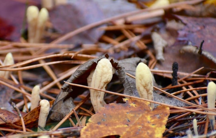Les 5 bienfaits du cordyceps, le champignon chenille