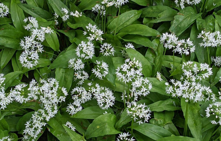 Comment bénéficier des bienfaits de l’ail des ours au quotidien ? 