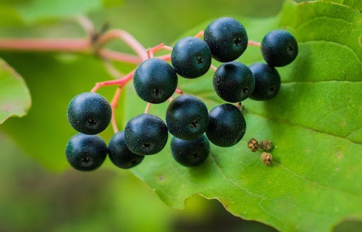 Quels sont les bienfaits du cassis pour la santé ?