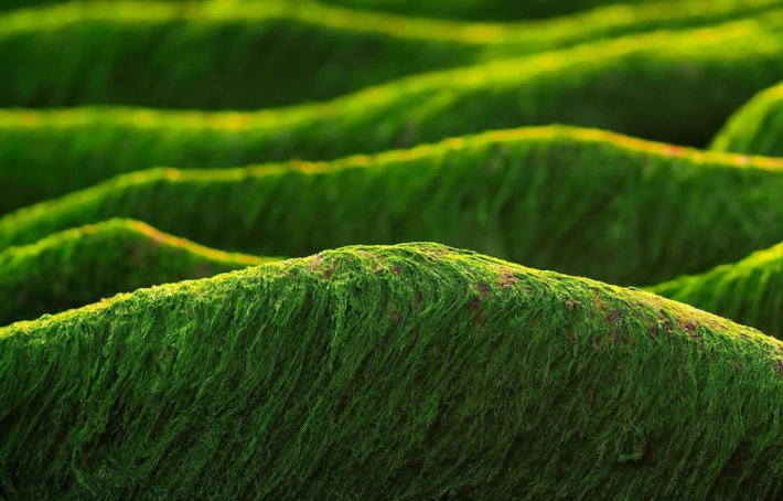 Chlorella, un concentré de nutriments aux nombreux bienfaits