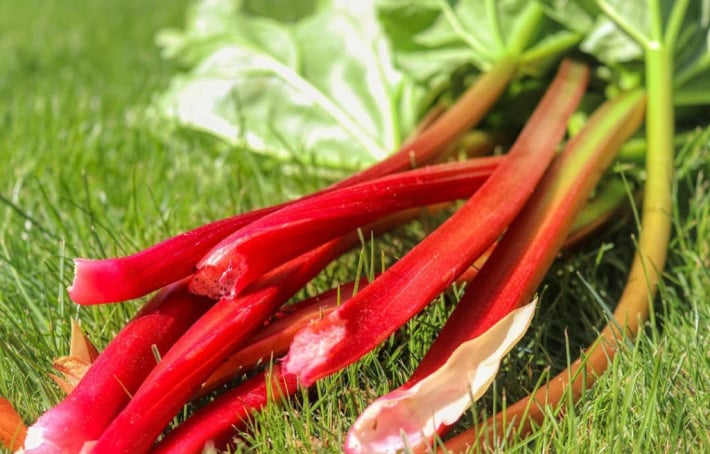 Quels sont les bienfaits de la rhubarbe sur votre santé ? 