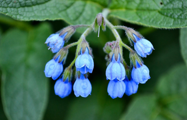 Consoude : tout savoir sur les bienfaits et danger de cette plante puissante