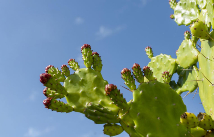 Nopal : quels bienfaits de ce "capteur de graisses" naturel