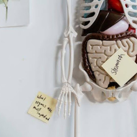 Le système digestif : comprendre son fonctionnement pour optimiser sa santé