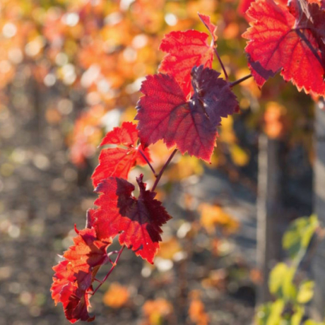 Vigne rouge : bienfaits, danger et conseils d'utilisation
