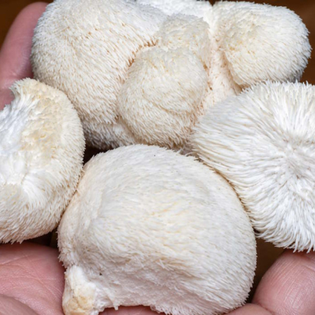 Quels sont les bienfaits du Lion's Mane ?
