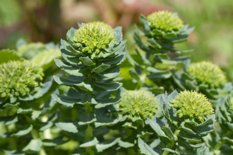 Les bienfaits de la rhodiola rosea
