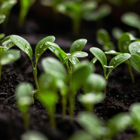 Guide de la phytothérapie pour votre bien-être