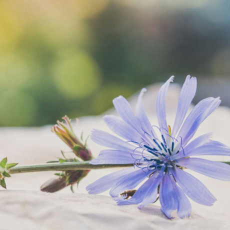 Les bienfaits de la chicorée