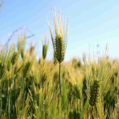 Régime sans gluten : tout ce que vous devez savoir !