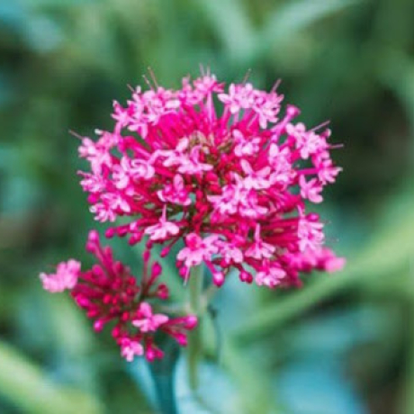 Valériane : quel danger pour la santé ?