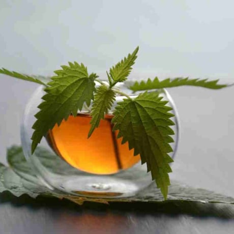 Tisane d'ortie : une infusion dangereuse ?  Tisane d'ortie : une infusion dangereuse ?